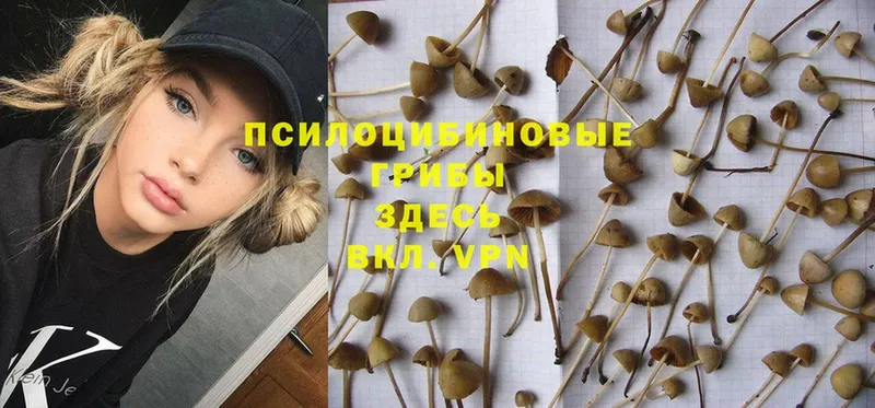 даркнет официальный сайт  Знаменск  Галлюциногенные грибы MAGIC MUSHROOMS 